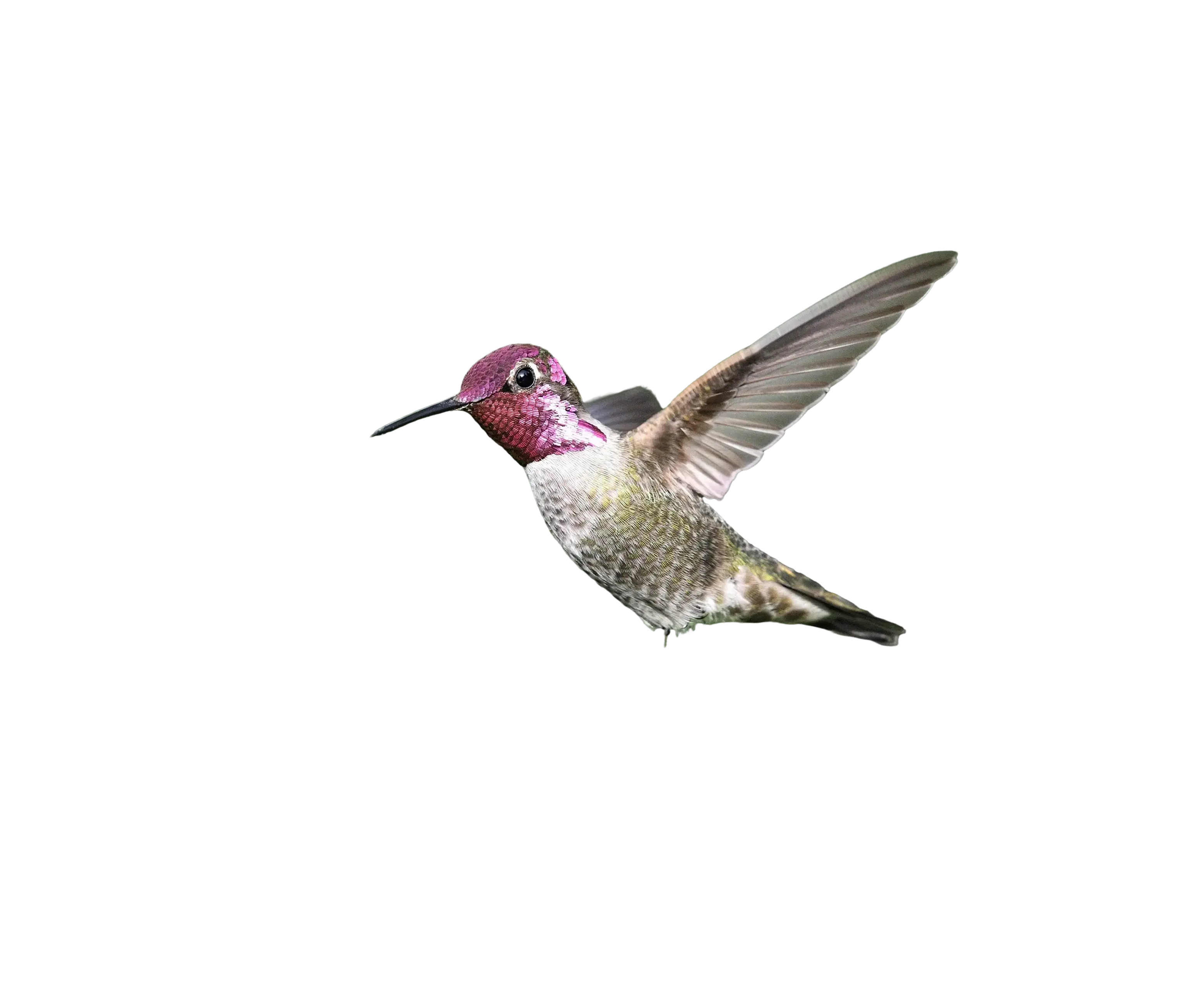 Nimble - Gyors és kreatív marketing megoldások szimbóluma